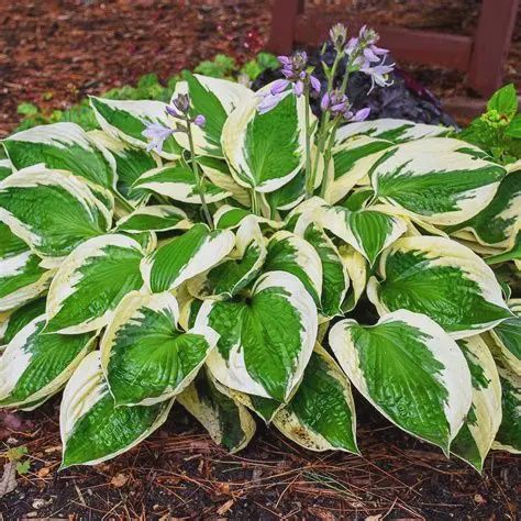 Hosta 'Patriot' Patriot Hosta