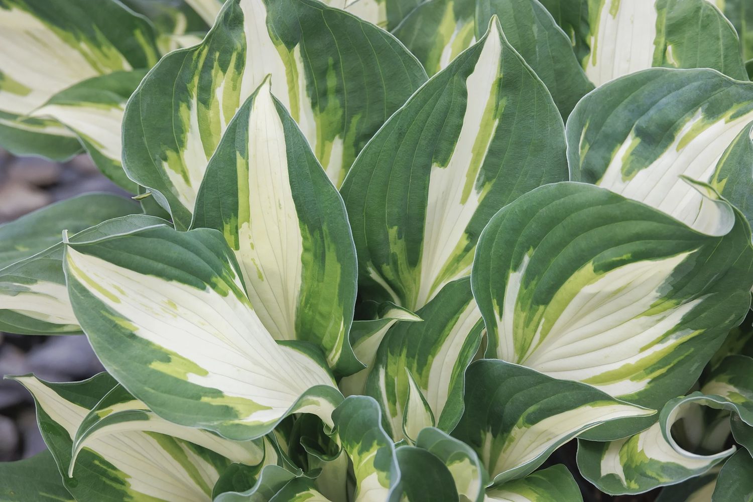 Hosta 'Vulcan' Vulcan Hosta