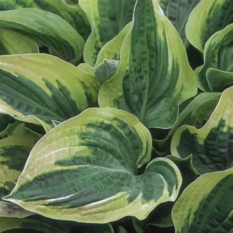 Hosta 'Wide Brim' Wide Brim Hosta