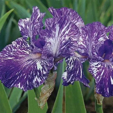 Iris germanica 'Batik' Batik Iris