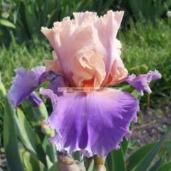 Iris germanica 'Discovered Treasure' Discovered Treasure Iris