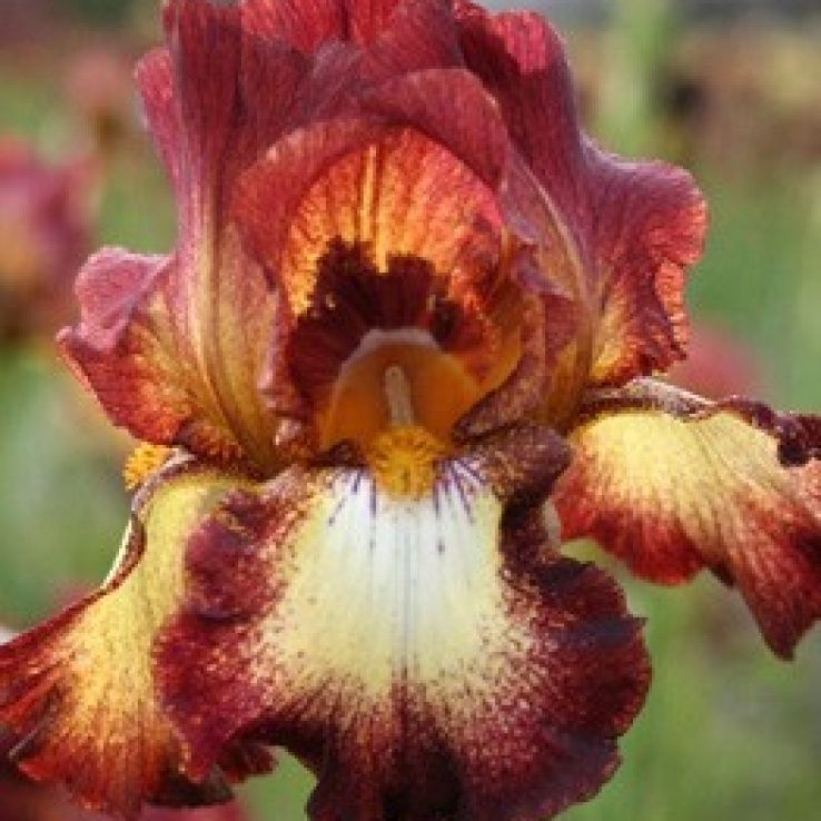 Iris germanica 'Rimfire' Rimfire Iris
