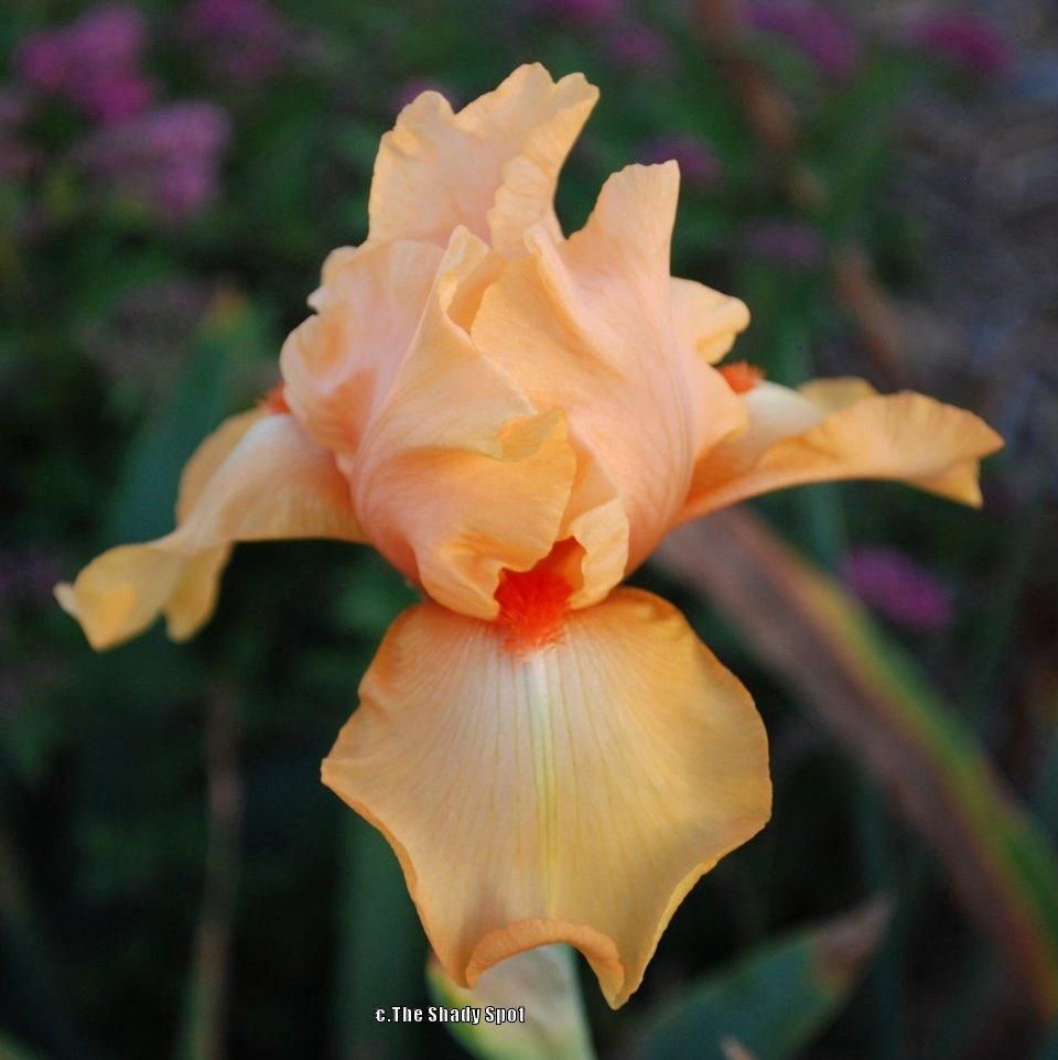 Iris germanica 'Robusto' Robustio Iris