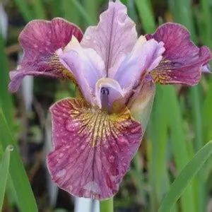 Iris siberica 'Painted Woman' Peacock Butterfly Painted Woman Siberian Iris