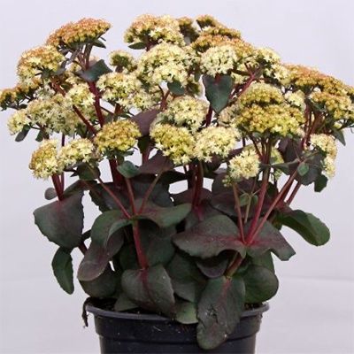 Sedum 'Banana Split' Banana Split Stonecrop