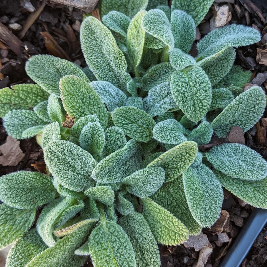 Stachys byzantina Lamb's Ear