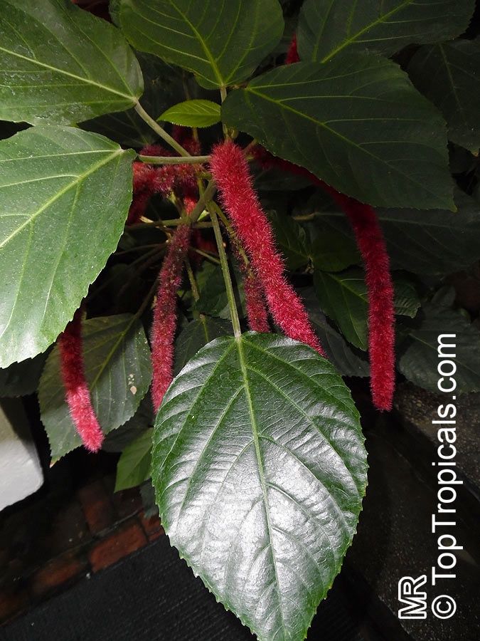 Acalypha hispida Cat's Tails