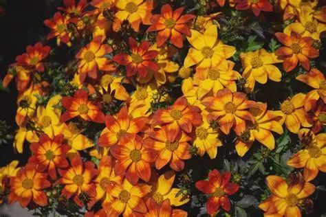 Bidens  ferulifolia Blazing Flames