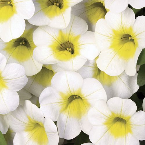 Calibrachoa x hybrida 'Calibasket' Calibrachoa Sunnyside
