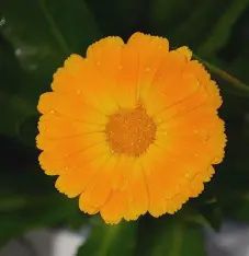Calendula officinalis Cheers Tangerine
