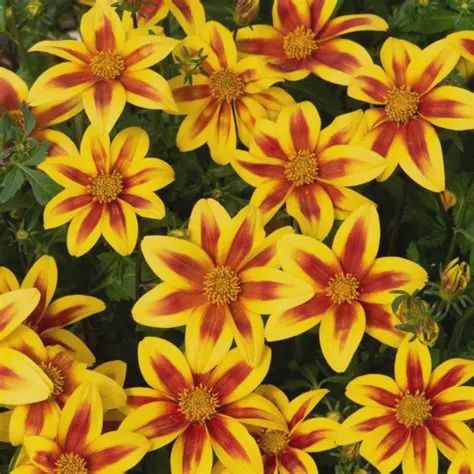 Bidens ferulifolia  Blazing Star