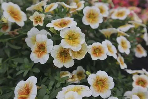 Calibrachoa x hybrida 'Calitastic' Calibrachoa Cappaccino