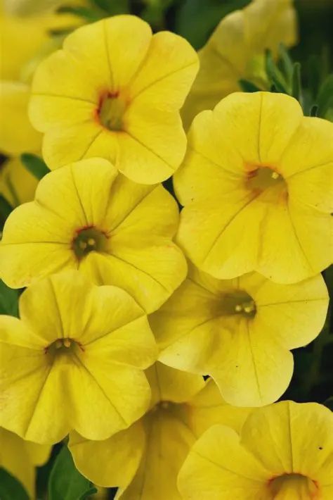 Calibrachoa x hybrida 'Calibasket' Calibrachoa Yellow