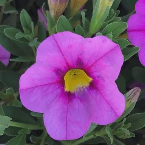 Calibrachoa x hybrida 'Calitastic' Calibrachoa Ballerina
