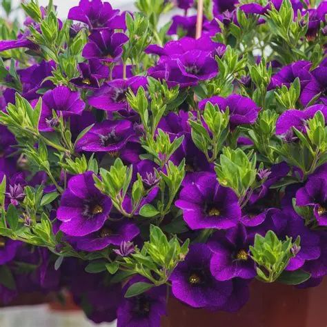 Calibrachoa Calitastic Raspberry Calibrachoa x hybrida 'Calitastic' Calibrachoa Noble Blue