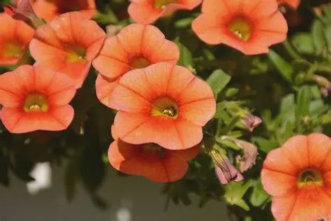 Calibrachoa x hybrida 'Calitastic' Calibrachoa Pumpkin Spice