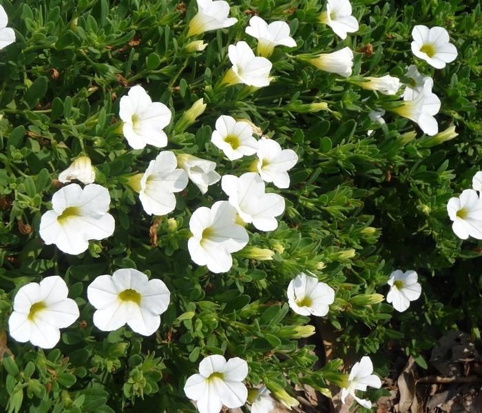 Calibrachoa x hybrida 'Calitastic' Calibrachoa White
