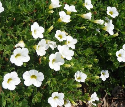 Calibrachoa x hybrida 'Calitastic' Calibrachoa White