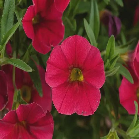 Calibrachoa x hybrida Calibrachoa Lia Chili Pepper