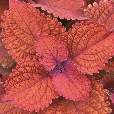 Coleus-Vegetative scutellarioides  Main Street Wall Street