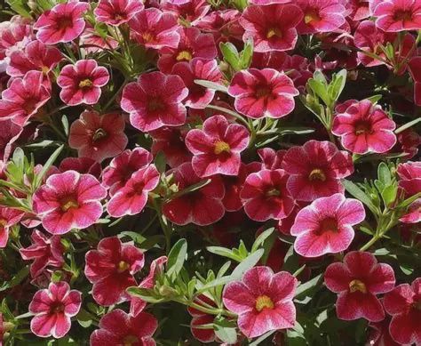 Calibrachos x hybrida Calibrachoa Colobri Cherry Lace