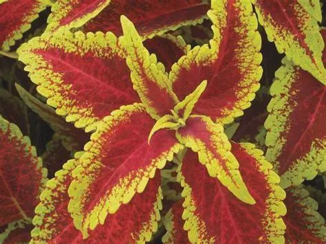 Coleus scutellarioides 'Defiance' Coleus-Vegetative Defiance