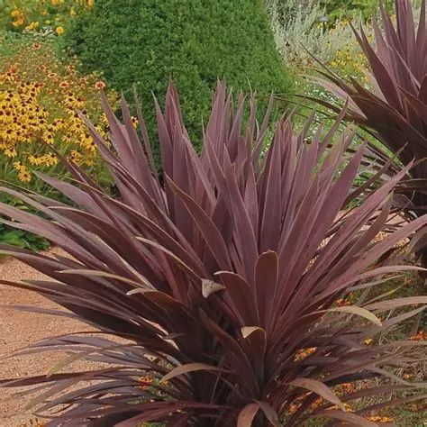 Cordyline australis 'Red Sensation' Cordyline Red Sensation