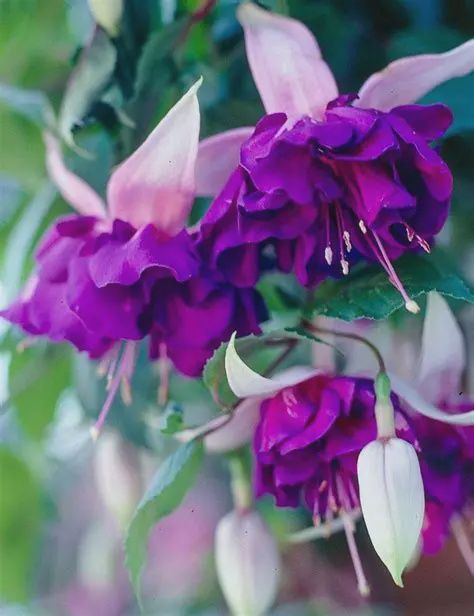 Fuchsia 'Royal Mosaic' Fuchsia Royal Mosaic