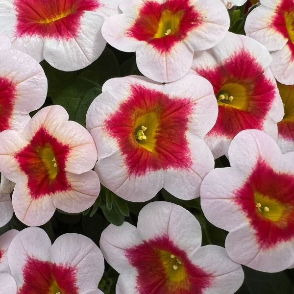 Calibrachoa x hybrida  Calibrachoa Eyecatcher White