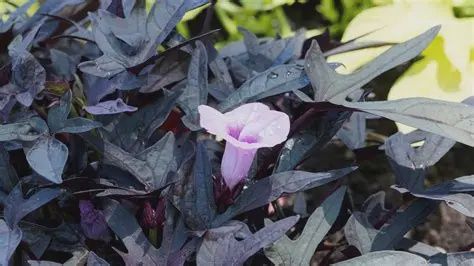 Ipomea batatas 'Blackie' Sweet Potato Blackie