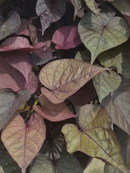 Ipomea batatas 'Flora Mia Rosso' Sweet Potato Vine Flora Mia Rosso
