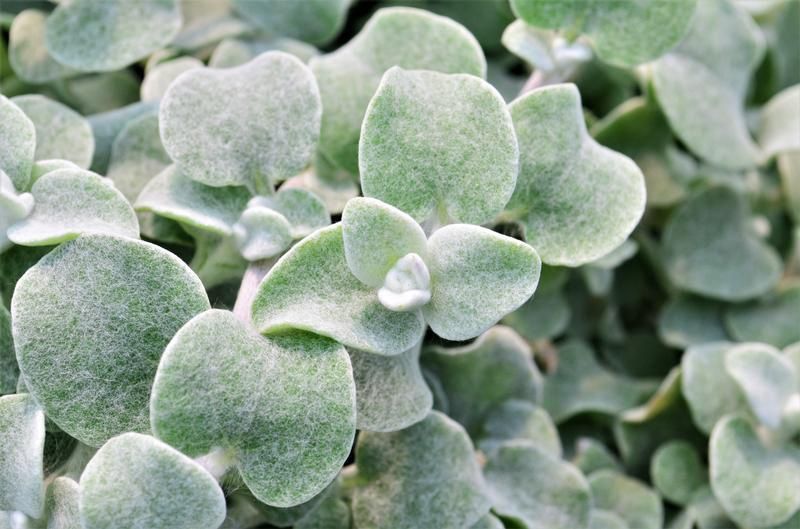 Helichrysum petiolare  Licorice Silver