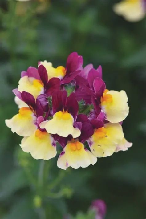 Nemesia fruticans Escential™ 'Raspberry Lemonade' Nemesia Raspberry Lemonade