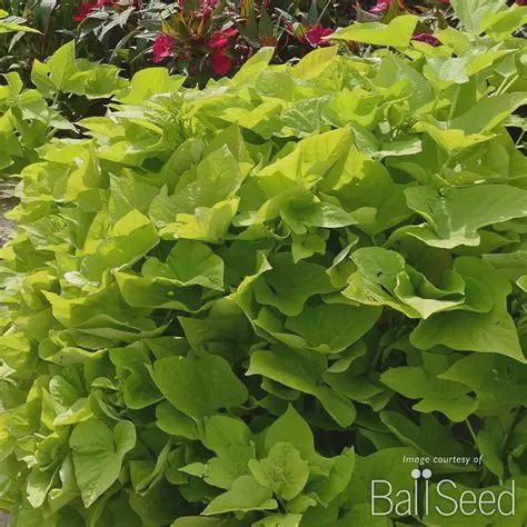 Ipomea batatas 'Marguerite' Sweet Potato Vine Marguerite