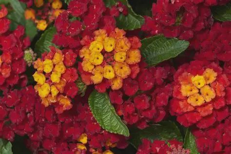 Lantana camara 'Hot Blooded Red' Lantana Hot Blooded Red