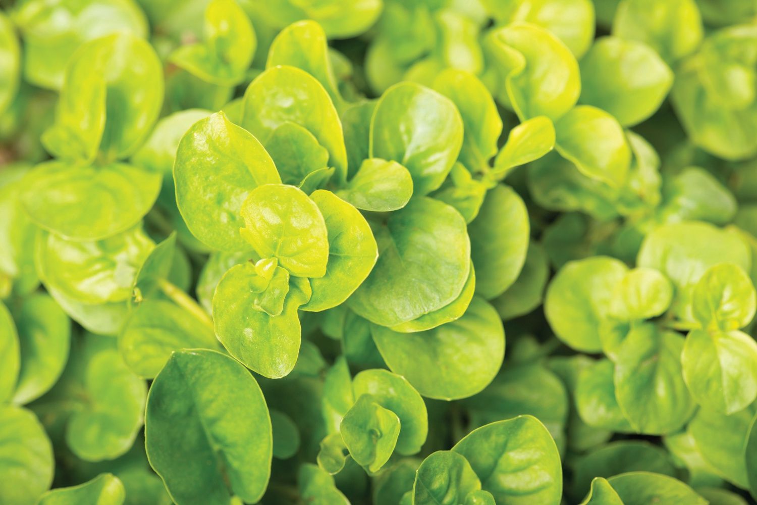 Lysimachia-nummularia 'Karat' Creeping Jenny