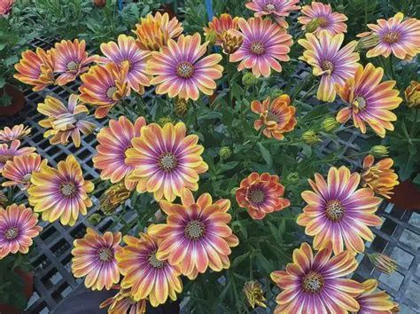 Osteospermum ecklonis 'Besties Dynamic Bicolor' Osteospermum  Bicolor
