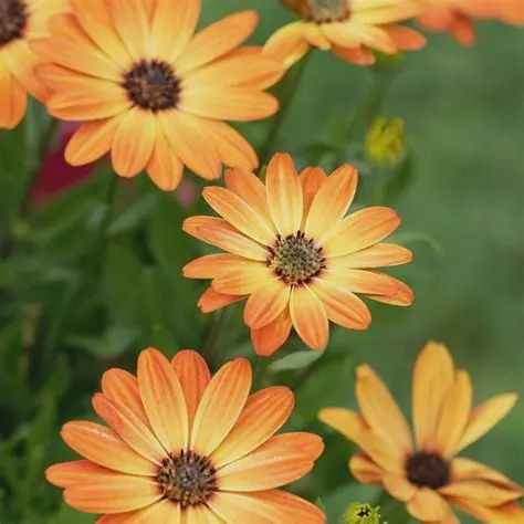 Osteospermum ecklonis  Besties™ 'Inspiring Orange' Osteospermum Inspiring Orange