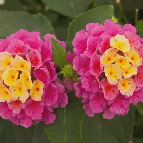 Lantana camara 'Landscape' Bandana Pink Landscape Bandana Pink Lantana