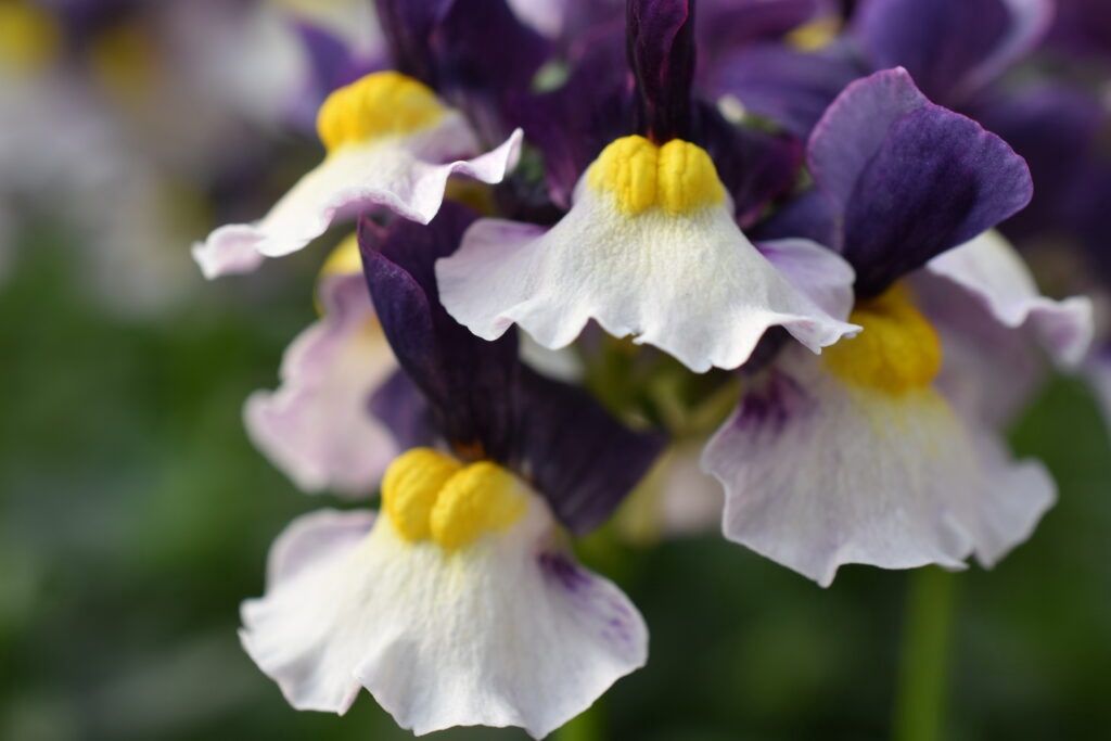 Nemesia hybrida ESCENTAIL® 'Penw32' ESCENTIAL® Blueberry Custard Nemesia .