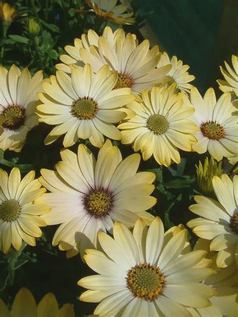 Osteospermum ecklonis Besties™  'Positive Yellow' Osteospermum Besties™ Positive Yellow