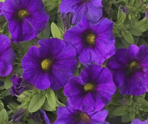 Petchoa  SuperCal® 'Blue'  Petunia Petchoa Blue