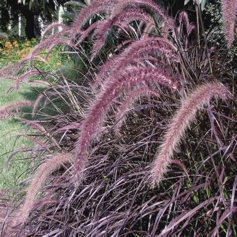 Pennisetum rubrum Purple Fountain Grass