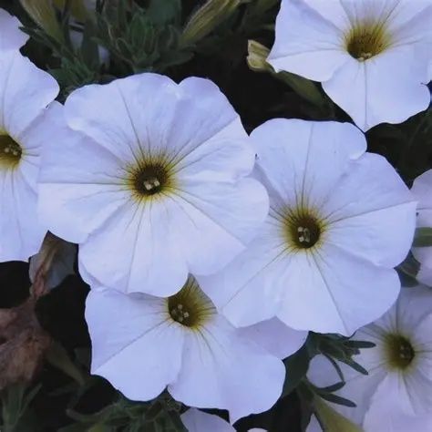 Petchoa SuperCal® Premium Pearl White