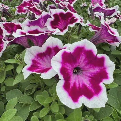 Petunia-Vegetative Painted Love Purple