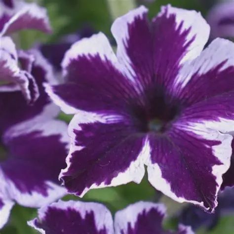Petunia-Vegetative Crazytunia Cosmic Violet