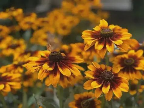 Rudbeckia Sunbeckia Luna