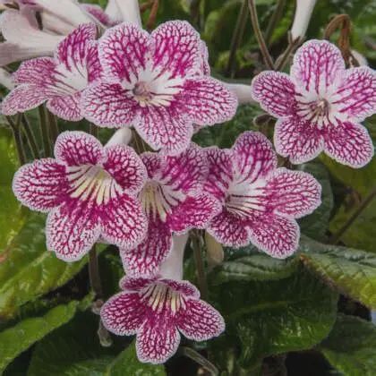 Streptocarpus Ladyslippers Cherry Ice