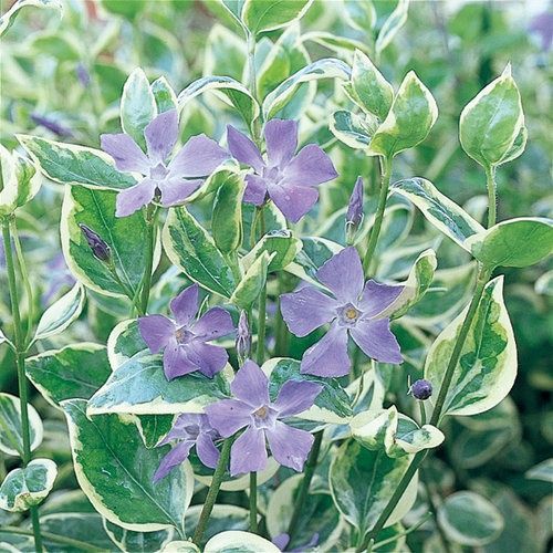 Vinca-major 'Variegata' -  Variegated Vinca-major