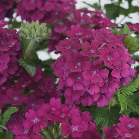 Verbena Vanessa Compact Bordeaux